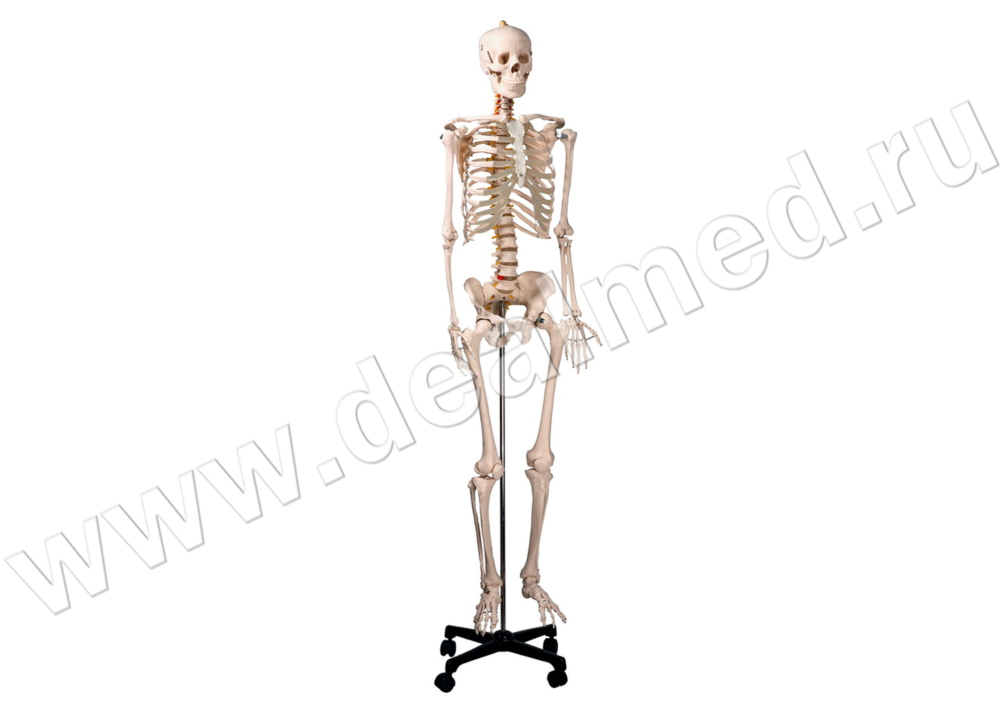 Стоковые фотографии по запросу Скелет человека
