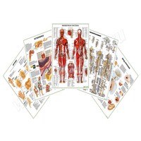 Комплект плакатов для кабинета ревматолога матовый/ламинированный А1/А2